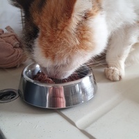 photo de livraison pour Animalove