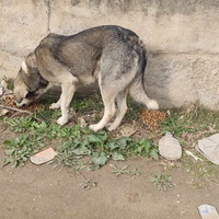 photo de livraison pour Civic Initiative Kane Korzo Skopje