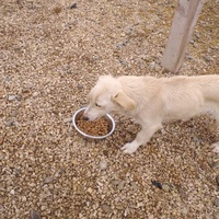 photo de livraison pour Happy Shelter Skopje