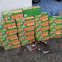photo de livraison pour Les chats Port-Saint-Louisiens
