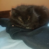 photo de livraison pour A Pas De Chats