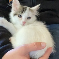 photo de livraison pour Bien vivre avec les Chats Sallélois