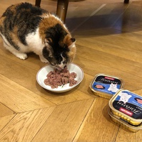 photo de livraison pour Chat d’Oc