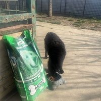 photo de livraison pour Udruženje za zaštitu životinja "Pongo"