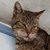 photo animal