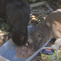 photo de livraison pour Ecole du Chat des Alpilles