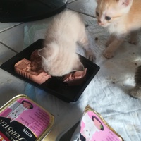 photo de livraison pour Les Chats libres de Calvisson