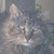 photo animal