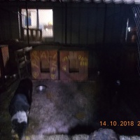 photo de livraison pour Pro Animals Finland ry