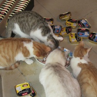 photo de livraison pour Jardin des Chats