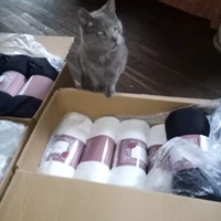 photo de livraison pour L'Arche de Marie - Mes Amours de Chats