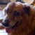 photo animal