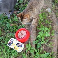 photo de livraison pour Chats Oubliés