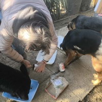 photo de livraison pour Chats Libres de Béziers