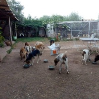 photo de livraison pour Help Adopt Moroccan Animals