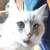 photo animal