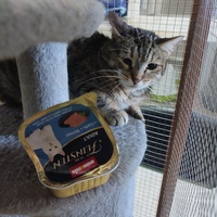 photo de livraison pour Chiens, Chats et Cie