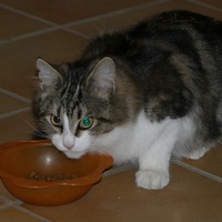 photo de livraison pour Association Des  Chats  De Hyeres
