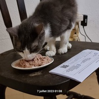 photo de livraison pour Chats Libres des Hauts Cantons de l'Hérault