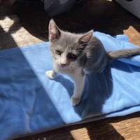 photo de livraison pour Cosette