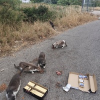 photo de livraison pour Les chats Port-Saint-Louisiens