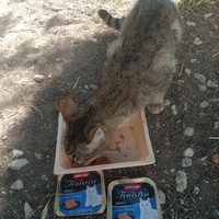 photo de livraison pour Les Chats-Pitresdelavi-Ste
