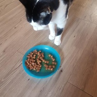 photo de livraison pour Eden Cat