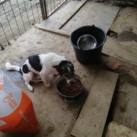 photo de livraison pour asociatia centrul de formare pentru activitati voluntare natura deva