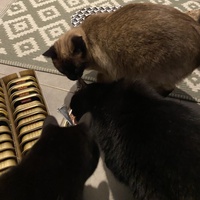photo de livraison pour Les Chats de Condom 32