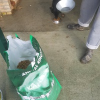 photo de livraison pour Udruženje za zaštitu životinja "Pongo"