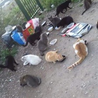 photo de livraison pour Les Chats-Pitresdelavi-Ste