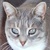 photo animal