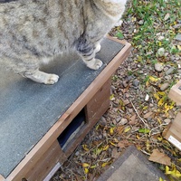 photo de livraison pour Les Chats Libres de la Canterrane