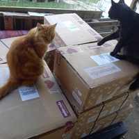 photo de livraison pour Les Pattounes de l'Espoir