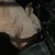 photo animal