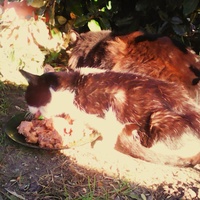 photo de livraison pour Adoption Féline Estuaire