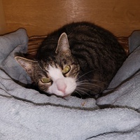 photo de livraison pour Chat de Gout'hier sans Toit