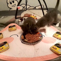 photo de livraison pour Les Chatgabonds