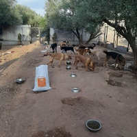 photo de livraison pour Help Adopt Moroccan Animals