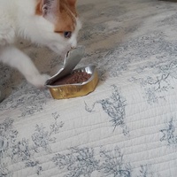 photo de livraison pour Les Chats libres de Fleurance