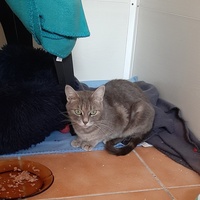 photo de livraison pour Bien vivre avec les Chats Sallélois