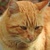 photo animal