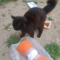 photo de livraison pour Les Chats-Pitresdelavi-Ste