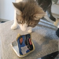photo de livraison pour Les Pattounes de l'Espoir