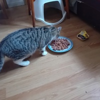 photo de livraison pour Les Félins Concitoyens de Saint Eliph