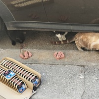 photo de livraison pour Les chats Port-Saint-Louisiens