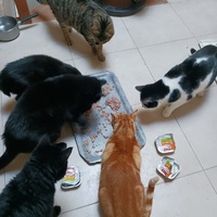 photo de livraison pour Les Amis de Michouette