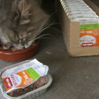 photo de livraison pour Au Bonheur des Chats Libres