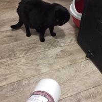 photo de livraison pour Les Chats de Condom 32