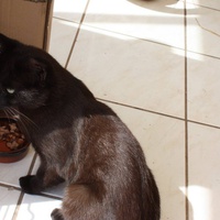 photo de livraison pour Les Chats'perlipopette Billy Berclausiens